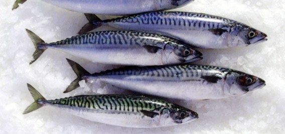 mackerel